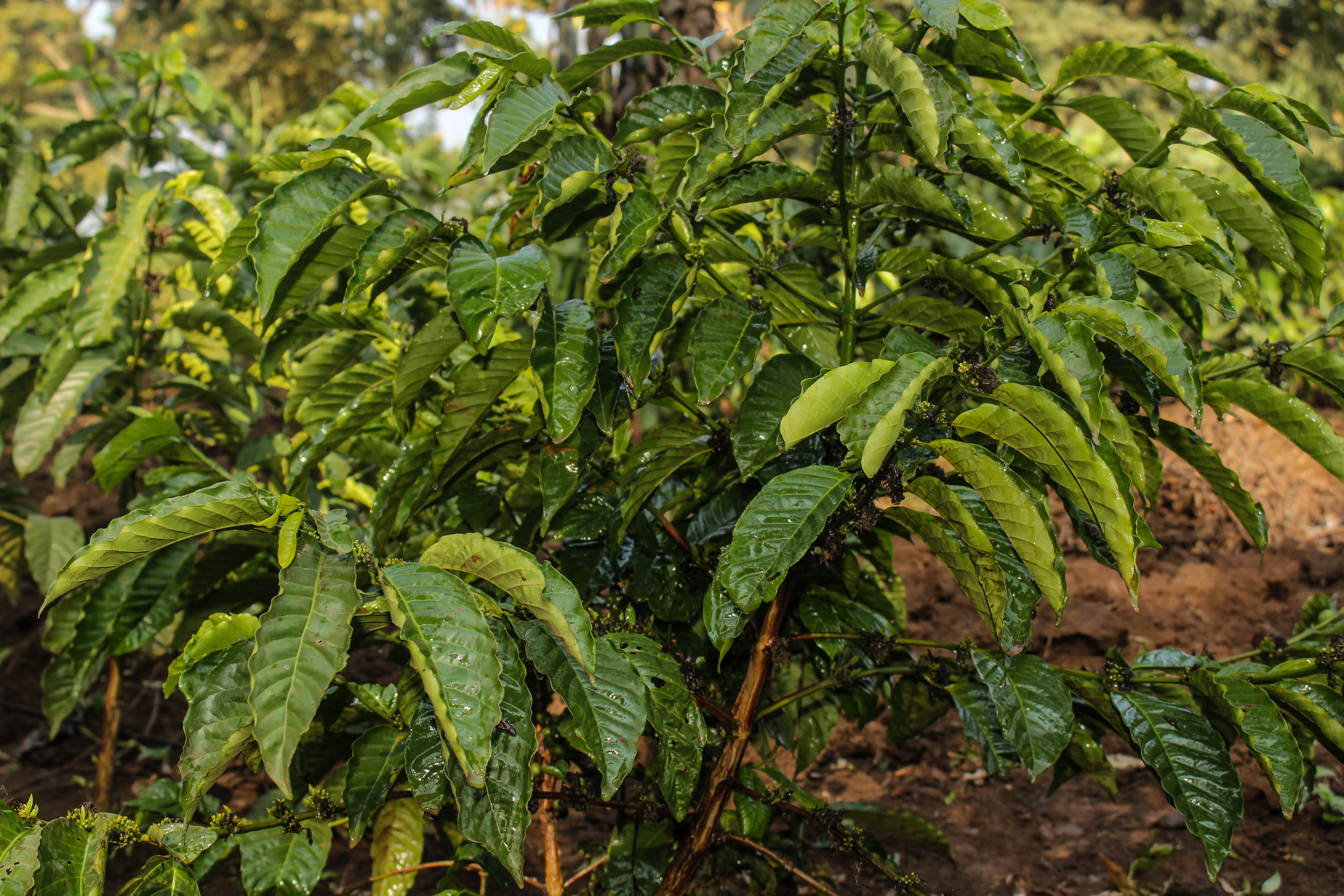 Coffee trees at the Fields of Hope farm