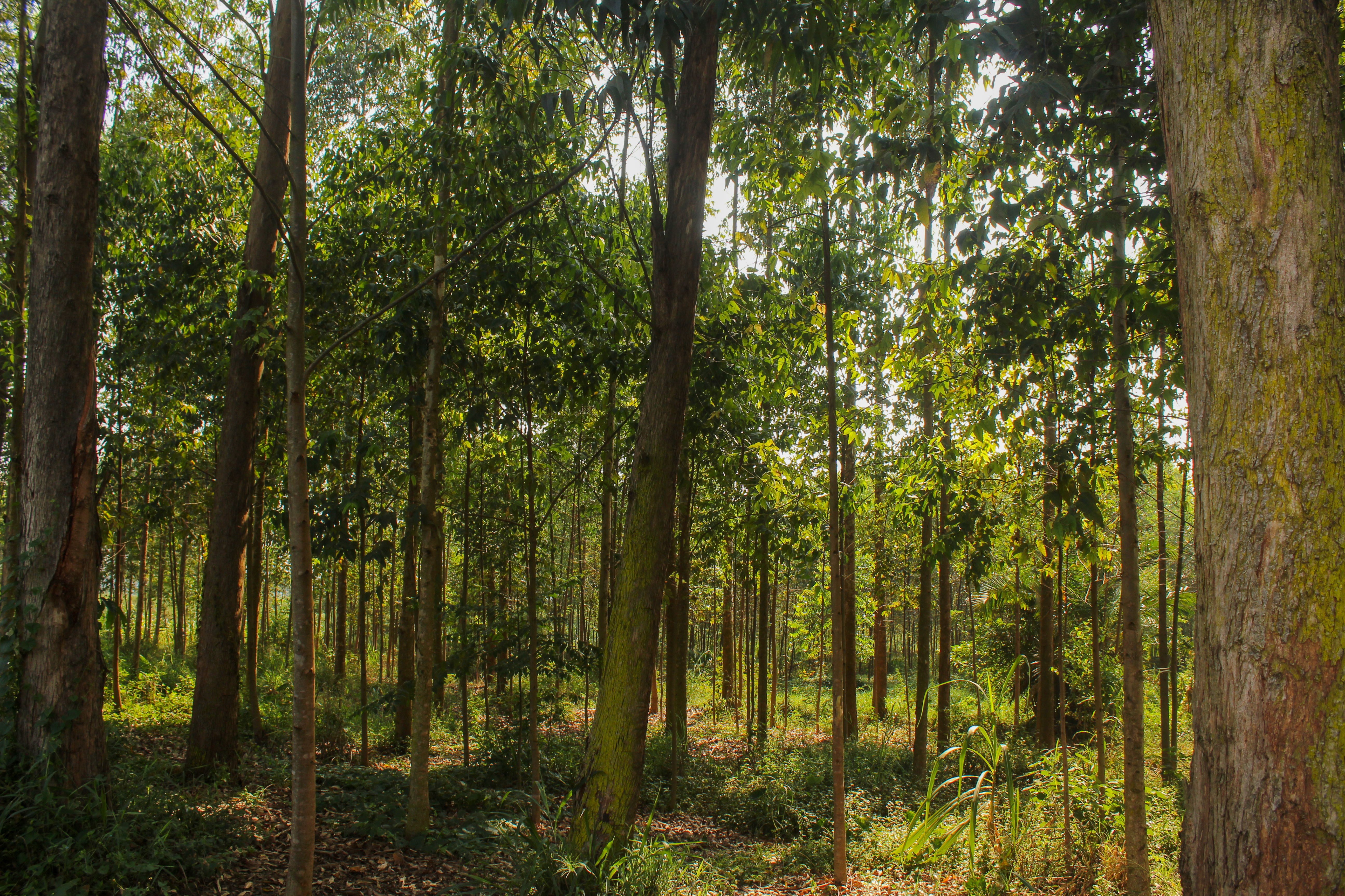 Eucalyptus trees on the farm