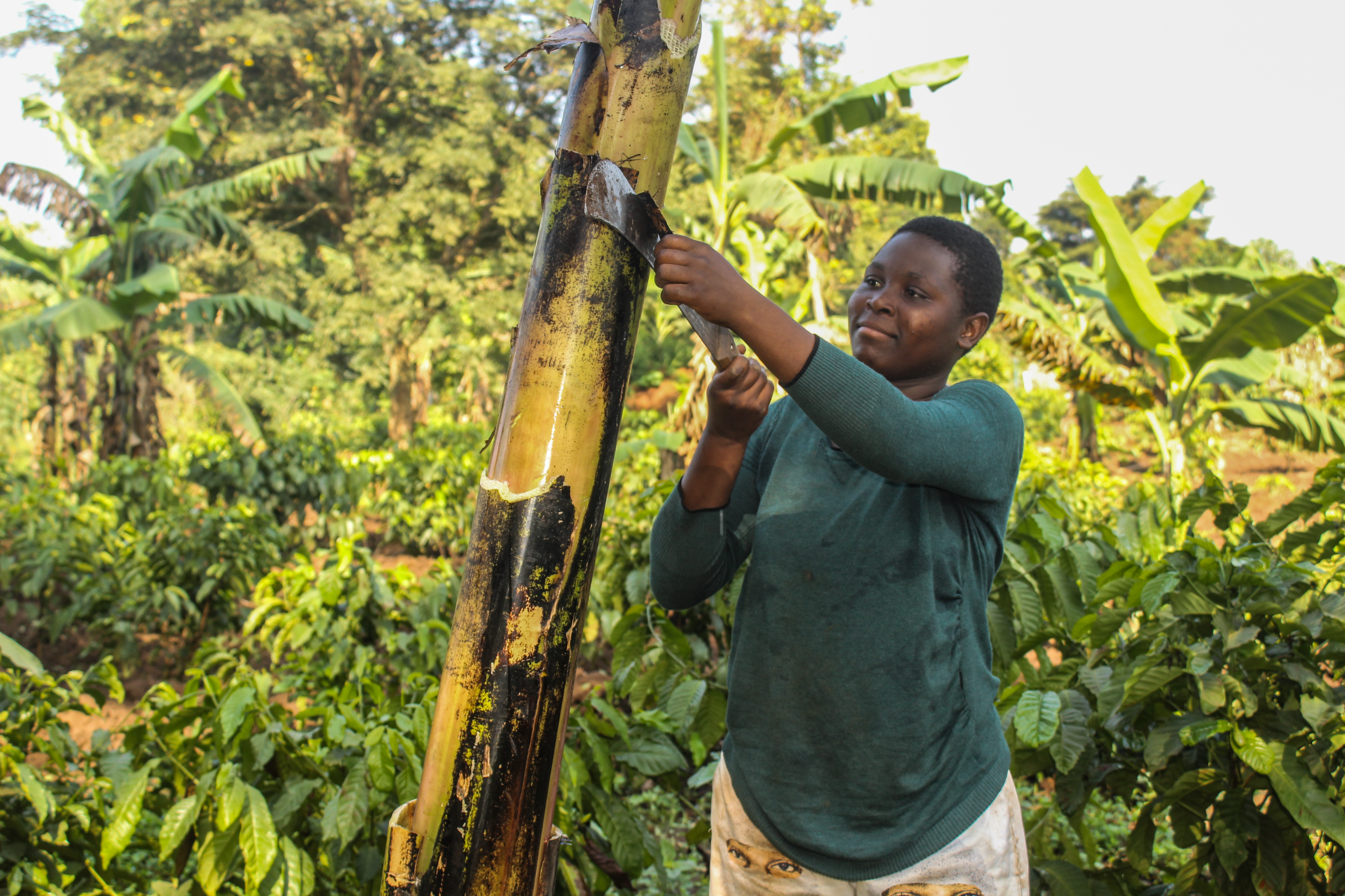 People working on the farm