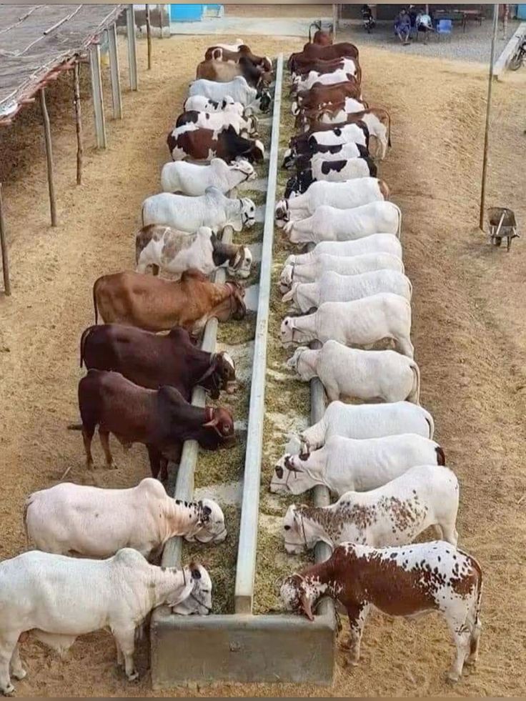 Future cattle farming project