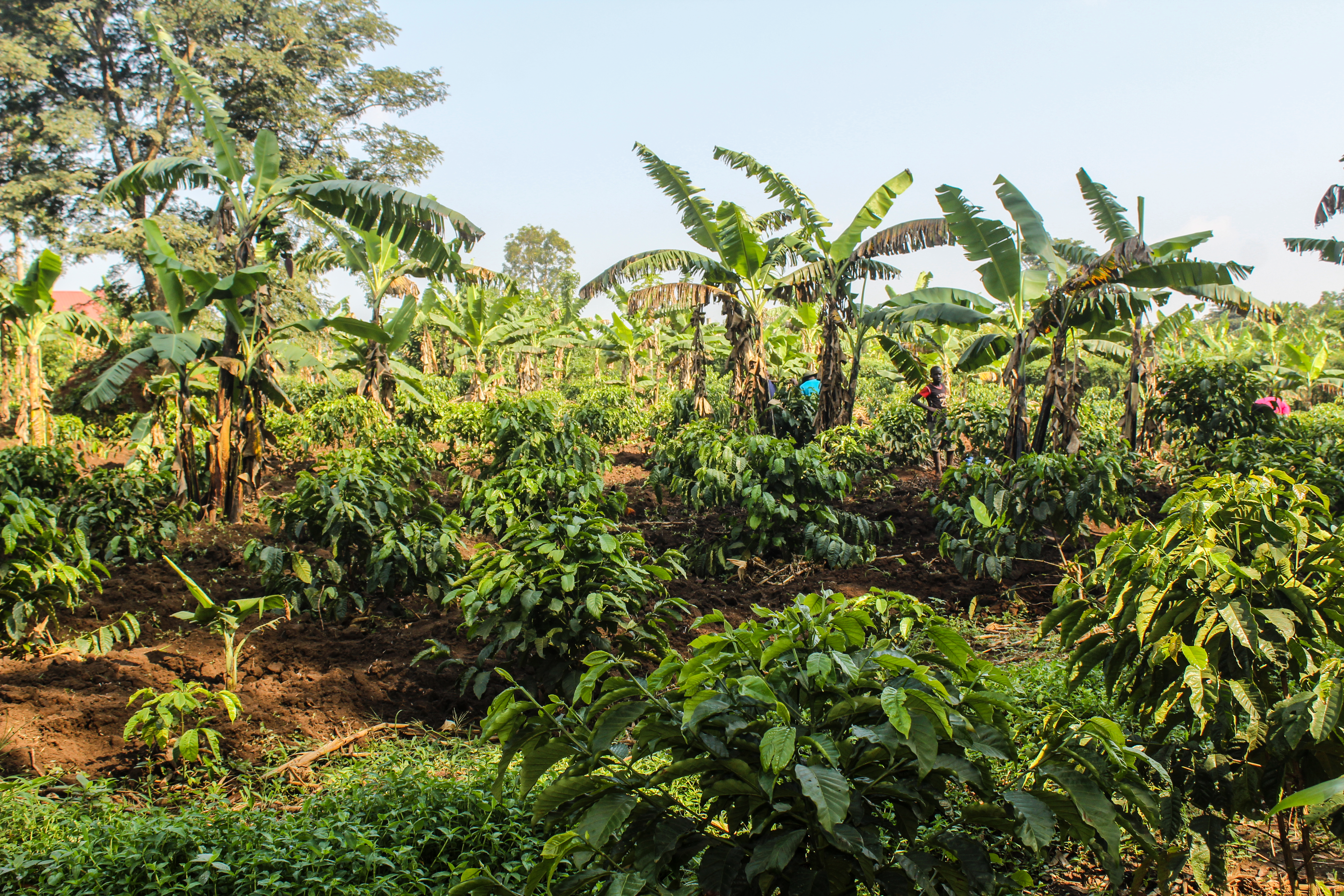 Wide view of the Fields of Hope farm