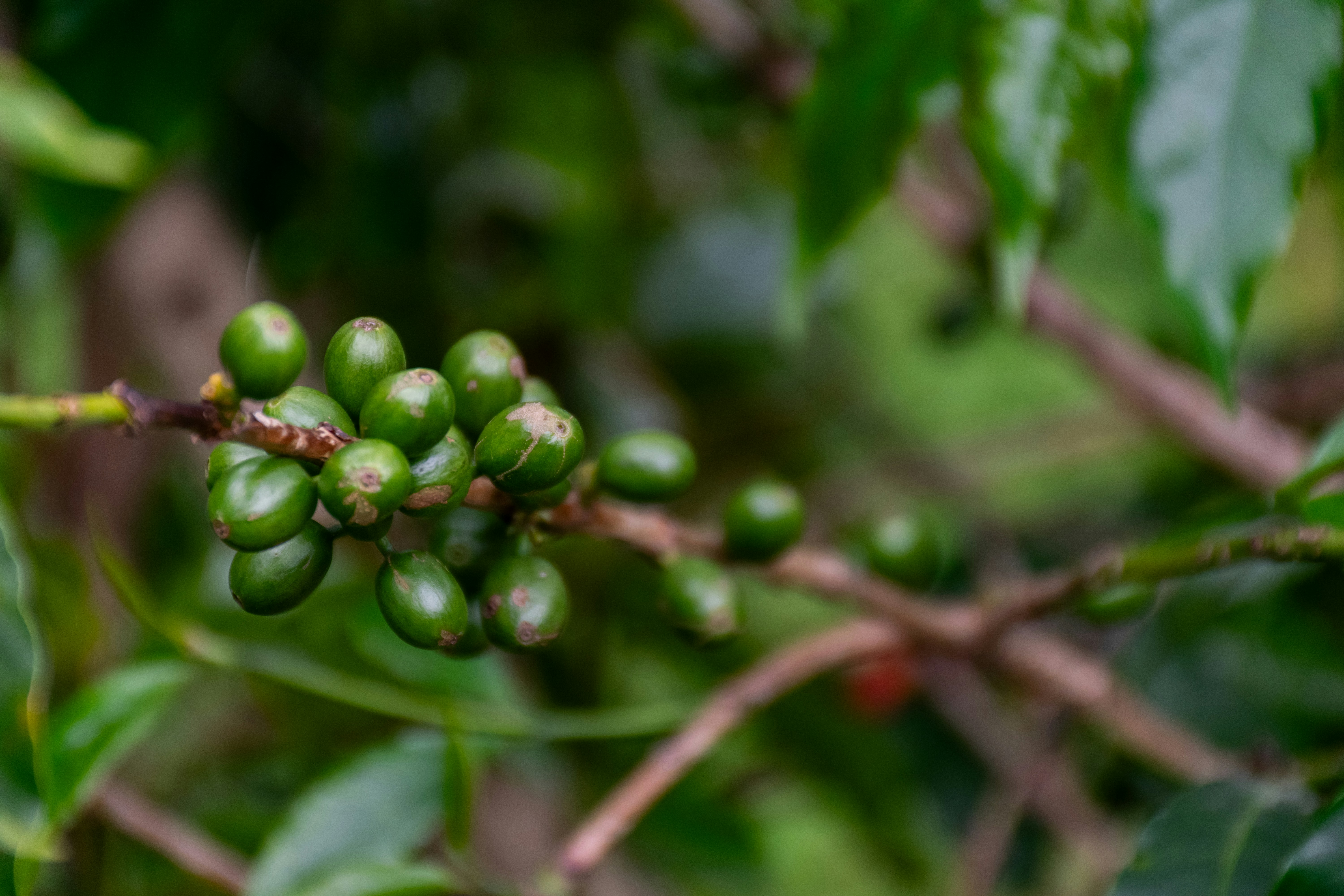 Coffee trees on the farm