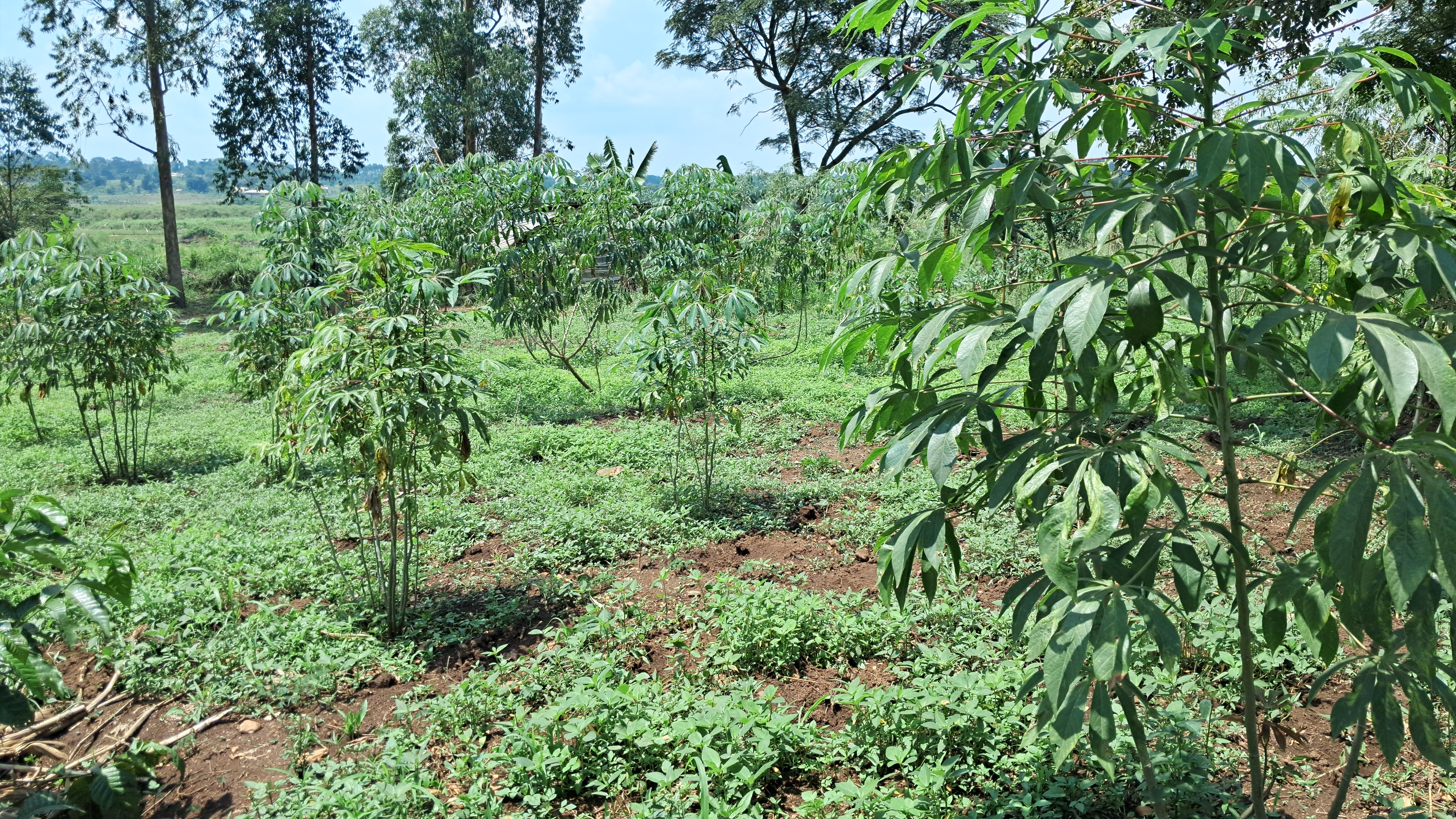 Crops grown on the farm