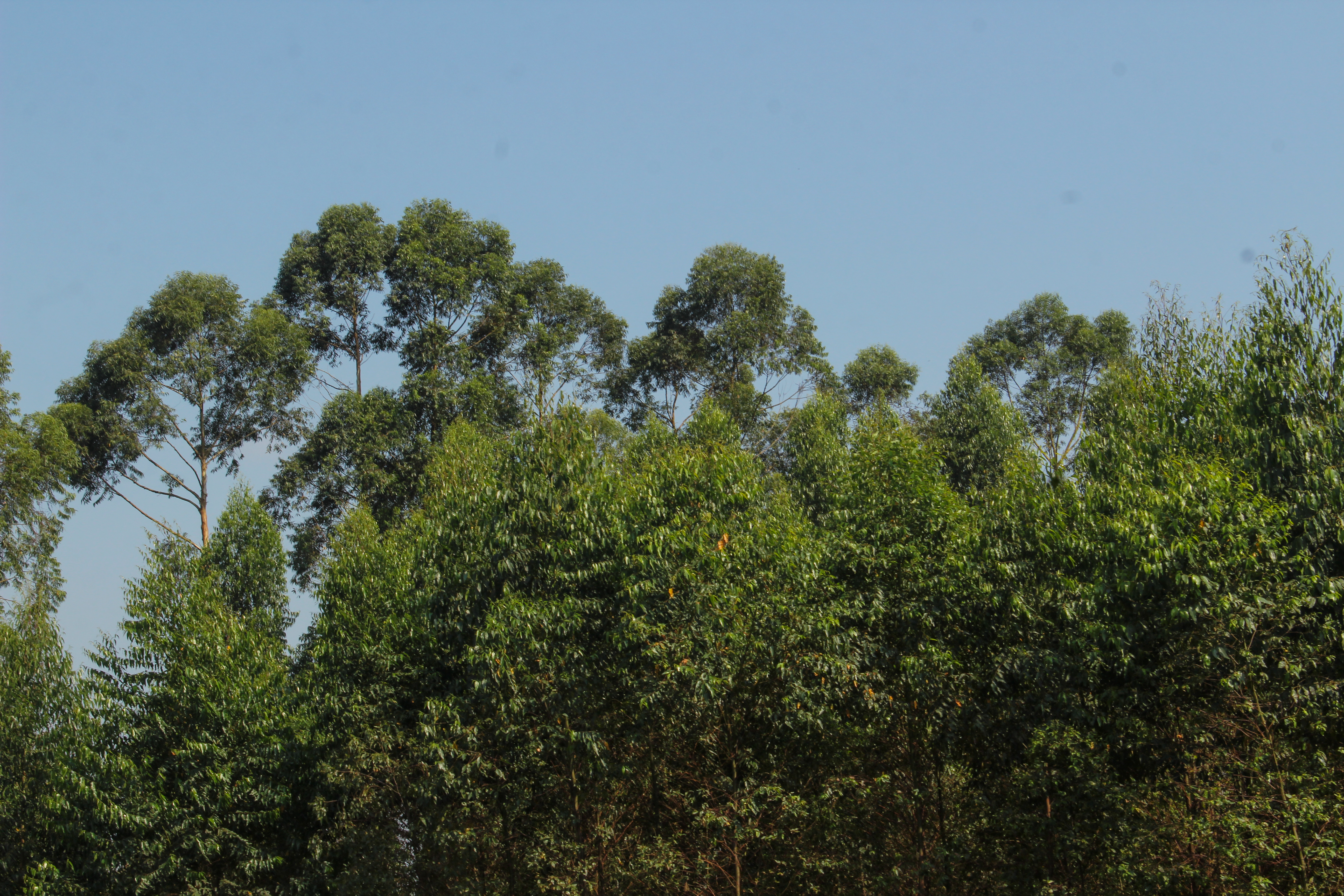 Trees and land at the farm