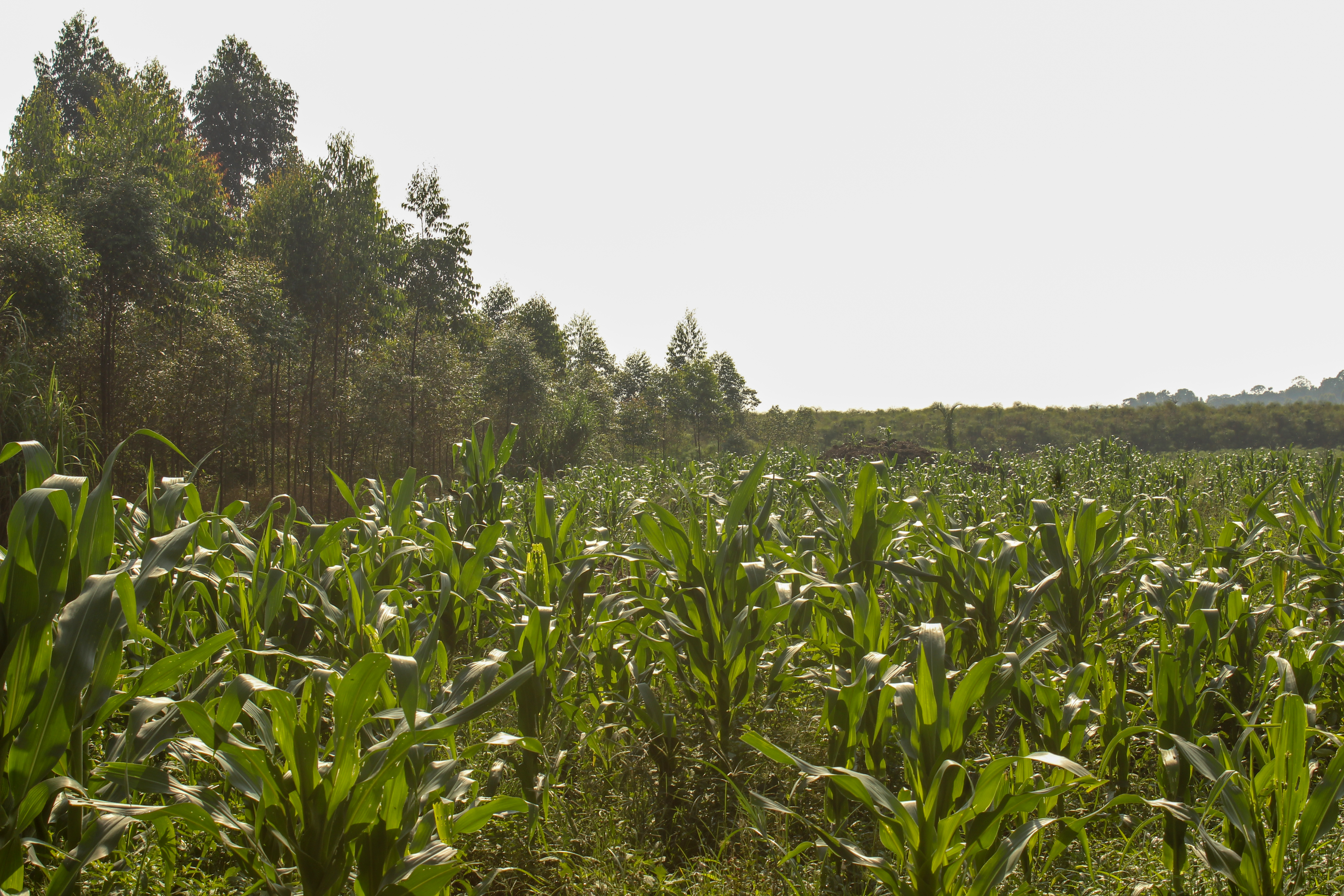 Maize and cassava grown on the farm